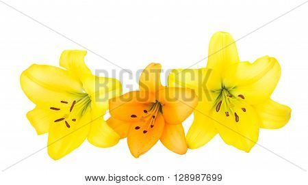 Beautiful orange lilies isolated on whiter, white, yellow