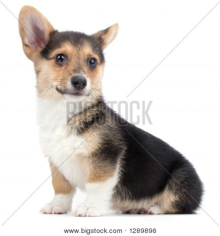 Corgi