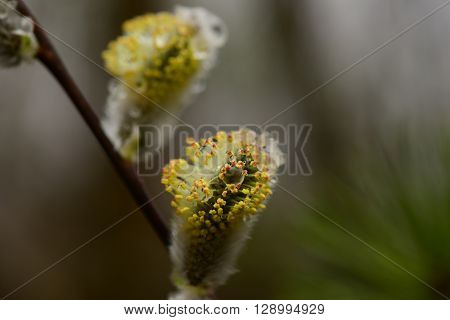 Willow bud with drops of water in the wild in the early spring morning after the rain