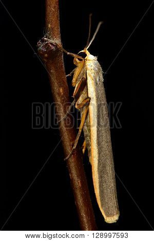 Common footman moth (Eilema lurideola). Slender British insect in the family Erebidae previously Arctiidae at rest.