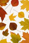 Leaves in Fall color against white background.