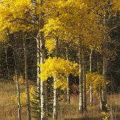 Aspen trees in yellow fall color in Wyoming.