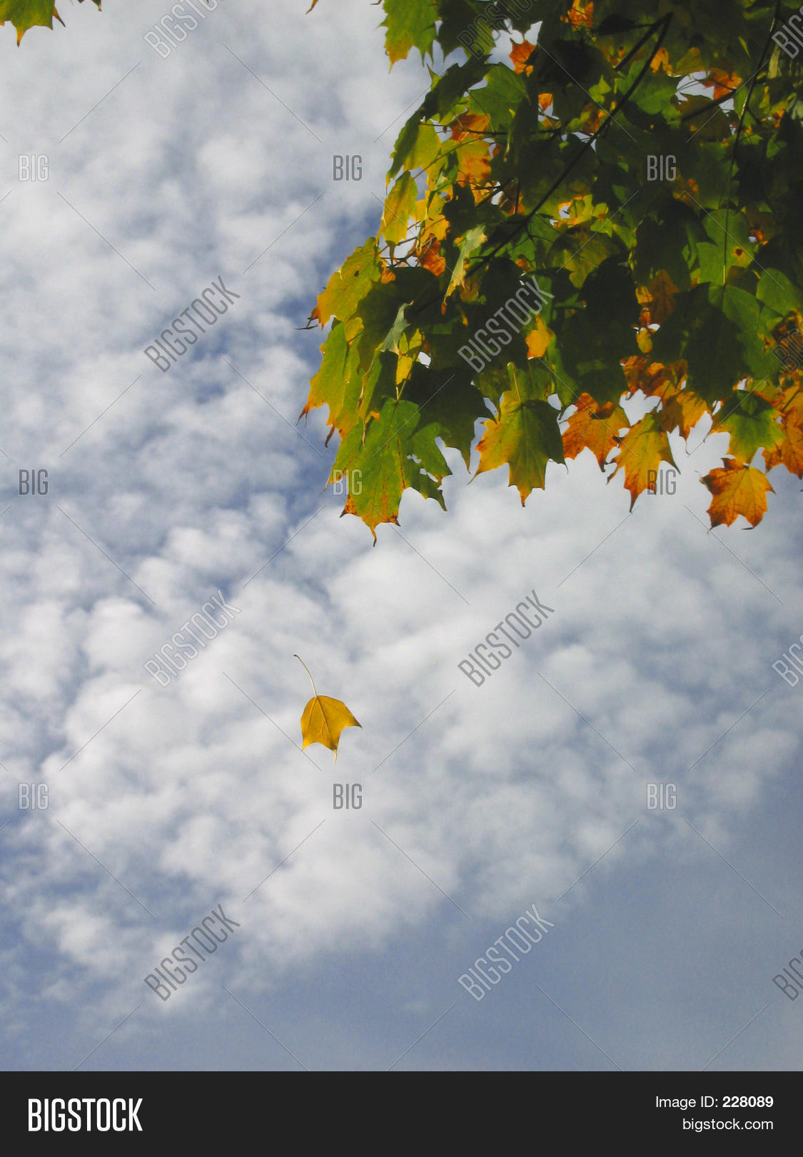 Image Preview