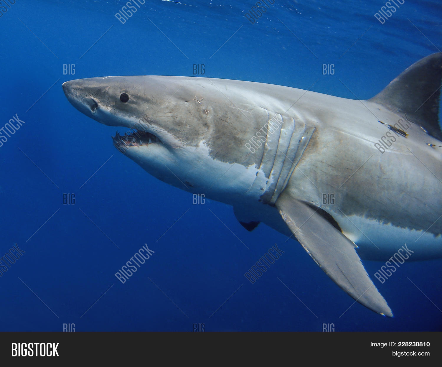 Great White Shark Apex Image & Photo (Free Trial) | Bigstock