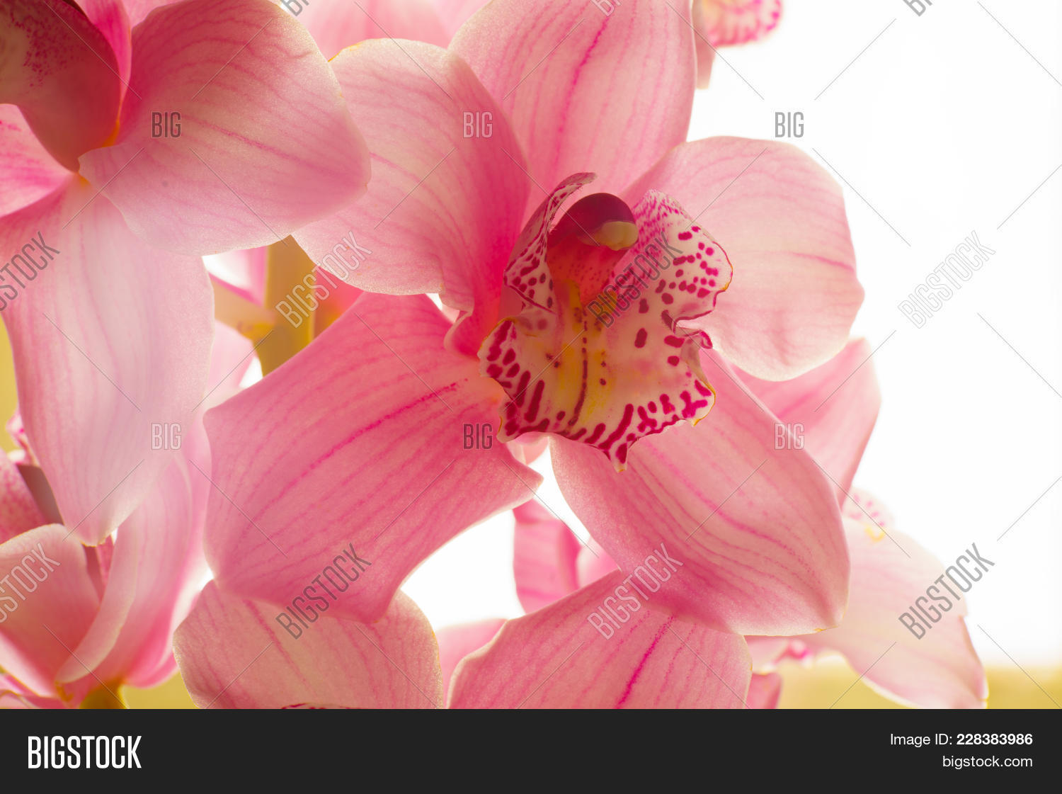 Orchid Flowers Image Photo Free Trial Bigstock
