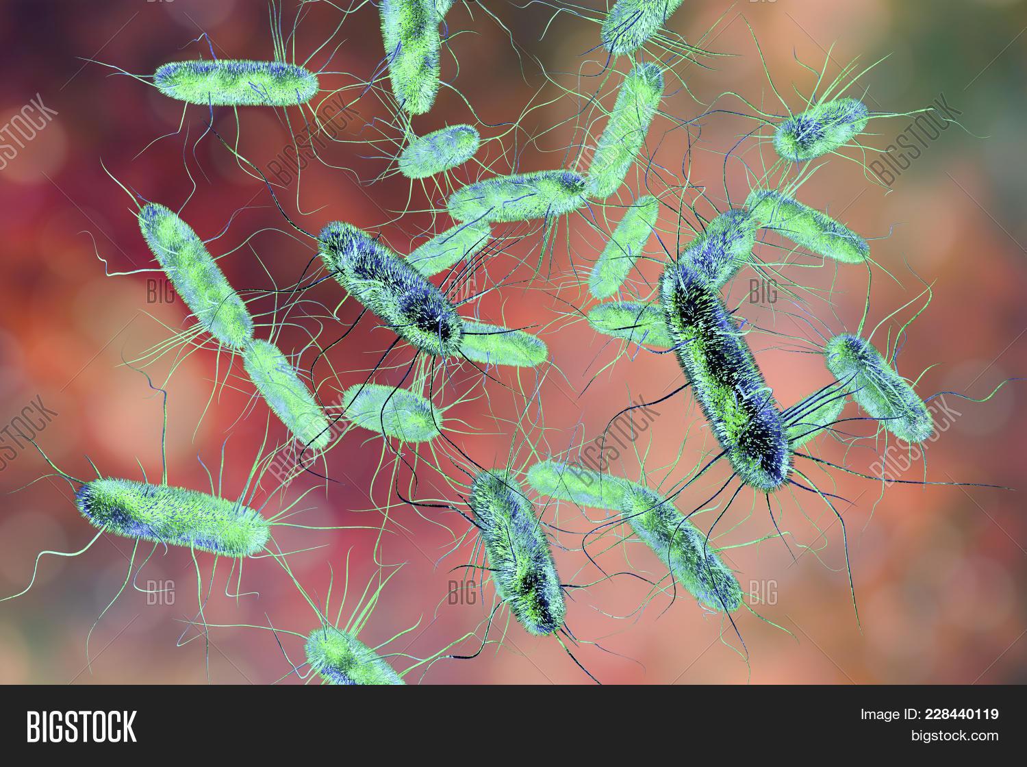 Salmonella Bacteria S Image Photo Free Trial Bigstock