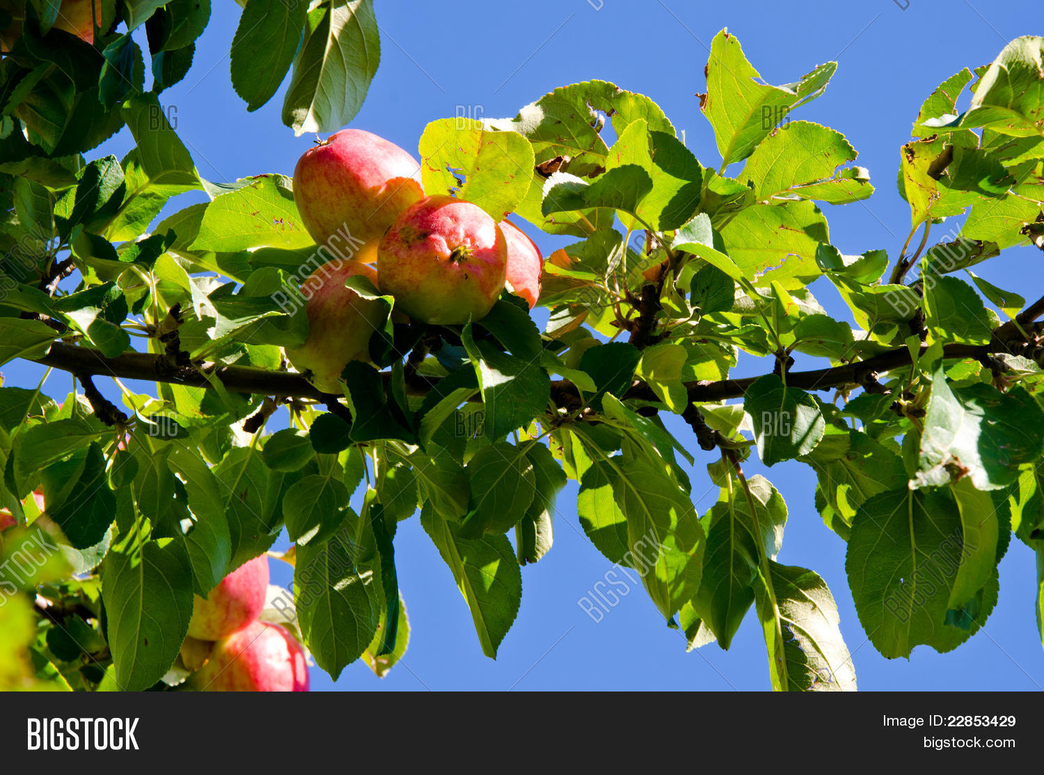 Image Preview