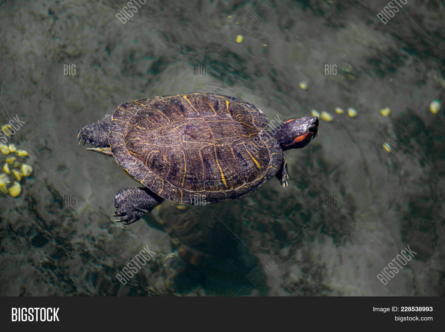 Lonely Turtle Found Image & Photo (Free Trial) Bigstock