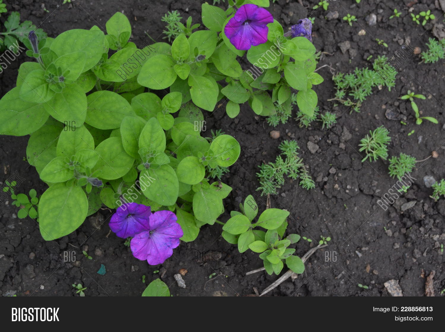 Wallpaper Petunia Stimoryne Image Photo Free Trial Bigstock Free HD
