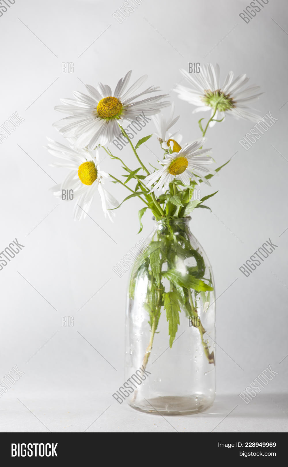 Daisies Transparent Image Photo Free Trial Bigstock