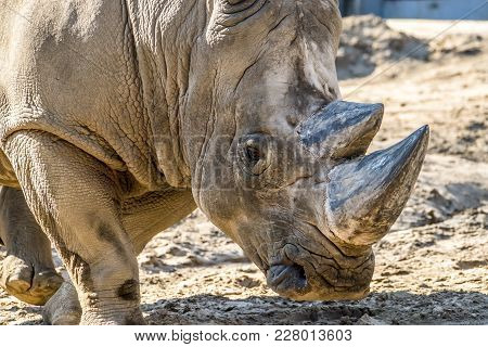 Head Portrait Of Rhino On The Sand , Diceros Bicornis