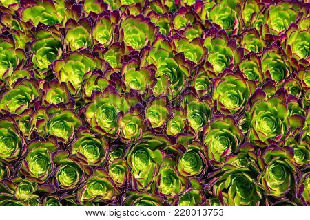 Houseleek Plant Background. Sempervivum Tectorum Nature Texture. Many Flowers Succulent Plant Backgr