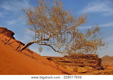 A Saksaul Tree Is Growing On A Sandy Slope In Wadi Rum Desert, Jordan