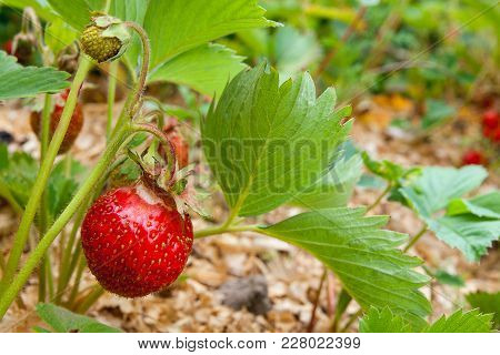 Ripe Berries And Foliage Strawberry. Strawberries On A Strawberry Plant On Organic Strawberry Farm..
