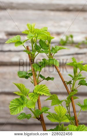 Beautiful Raspberry Leaves. A Green Bush Raspberry. Young Raspberry Leaves In Nature..