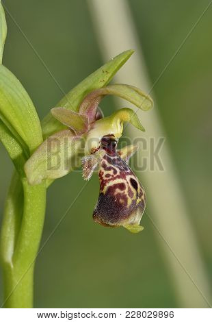 Ophrys Flavomarginata