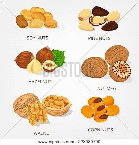 Nut Food Ingredients. Hazelnut And Walnut, Corn And Soy Shell, Pine Opened Nuts. Species Plant Isola