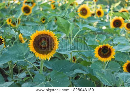 Sunflowers On Sunflowers Field And Blur Background, Worms In Flowers.