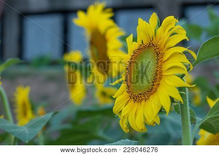 Sunflowers On Sunflowers Field And Blur Background, Worms In Flowers.