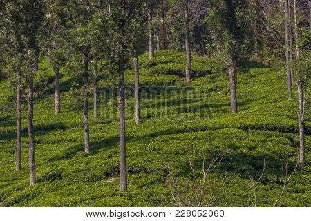 Highland Tea Plantation. Coonoor. Tree On The Field