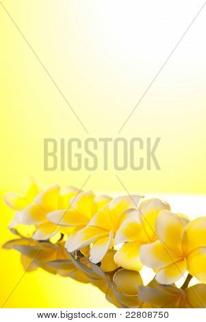 Sorozat Leelawadee sárga virágok