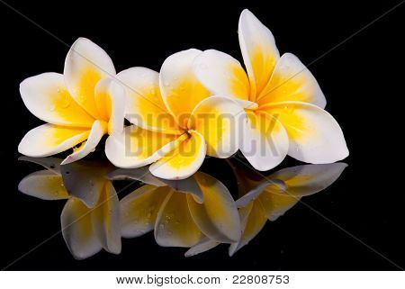 Leelawadee virág- és a Reflecio