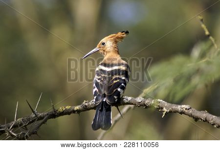African Hoopoe In Baringo National Reserve, Kenya