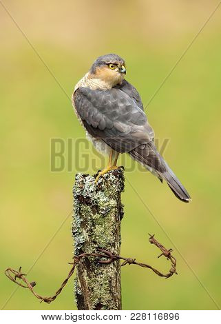 Close Up Of An Adult Male Eurasian Sparrowhawk (accipiter Nisus) Perching On A Mossy Log, Scotland.