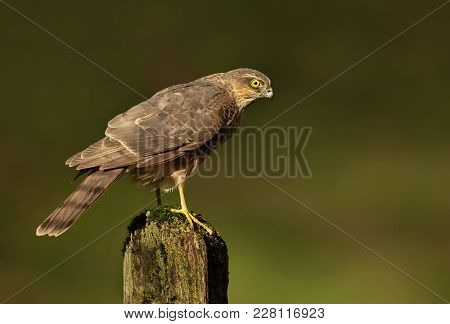 Juvenile Eurasian Sparrowhawk (accipiter Nisus) On A Mossy Log, Scotland, Uk.