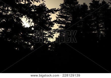 Darkness In The Deep Of The Forest In Uludag