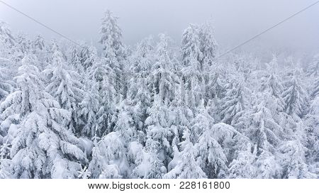 Aerial View Of Snow Covered Forest Covered With Mist. Winter Fairytale.