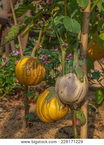 Solanum Xanthocarpum Schrad , Thai Eggplant Hanging On Trees.