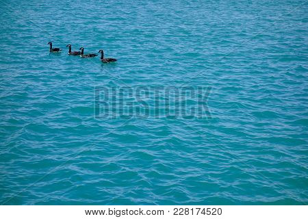 Four Canadian Geese Swim Calmly On Blue Wavy Water
