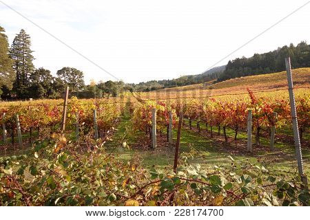 Beautiful Scenic Vineyard Field In Sonoma County Wine Country At Jack London State Historic Park, Gl