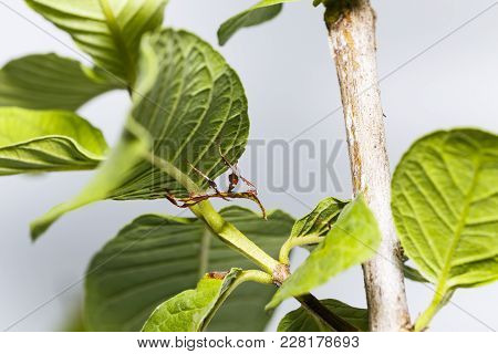 Close Up Of Second Instar Leaf Insect (phyllium Westwoodi) On Its Host Plant