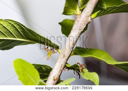 Close Up Of Red And Green Color Second Instar Leaf Insect (phyllium Westwoodi) On Its Host Plant