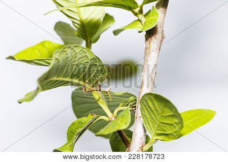 Close Up Of Second Instar Leaf Insect (phyllium Westwoodi) On Its Host Plant