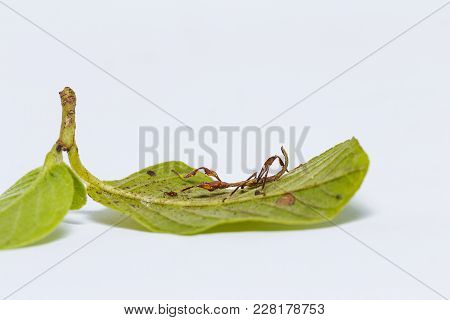 Close Up Of Second Instar Leaf Insect (phyllium Westwoodi) On Its Host Plant