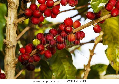 Fresh Green And Red Mature Coffee Beans On Tree