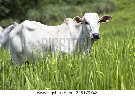Herd Of Nelore Cattle Grazing In A Pasture