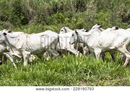 Herd Of Nelore Cattle Grazing In A Pasture