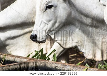 Herd Of Nelore Cattle Grazing In A Pasture