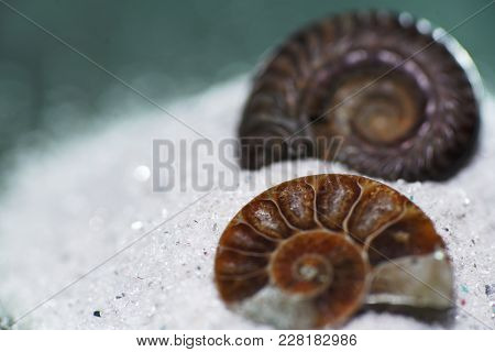 Auction of an ammonite more than millions of years old also called cephalopods