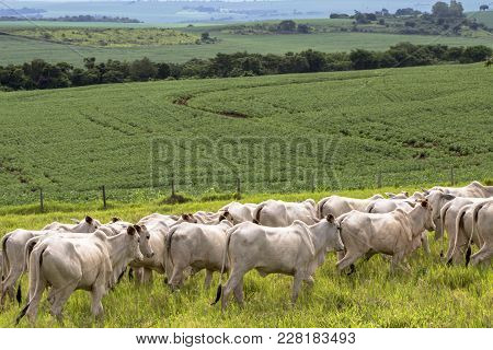 Herd Of Nelore Cattle Grazing In A Pasture