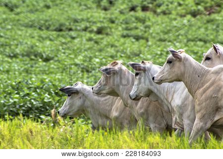 Herd Of Nelore Cattle Grazing In A Pasture