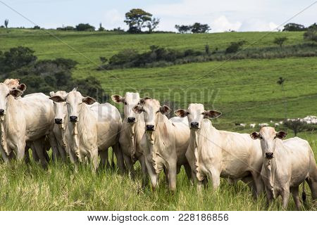 Herd Of Nelore Cattle Grazing In A Pasture