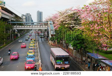 Bangkok, Thailand - April 8, 2017: Pink Trumpet Tree Blooms Along The Street In Front Of Chatujak Pa