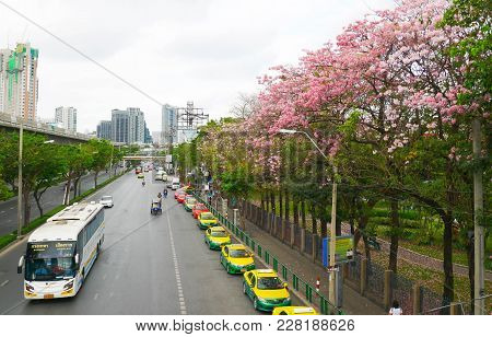 Bangkok, Thailand - April 8, 2017: Pink Trumpet Tree Blooms Along The Street In Front Of Chatujak Pa