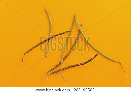 Seedpod Of Catalpa. Located On The Yellow Background.