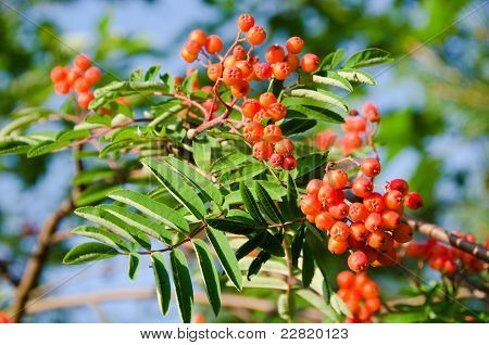 Rowan vruchten, Sorbus Aucuparia